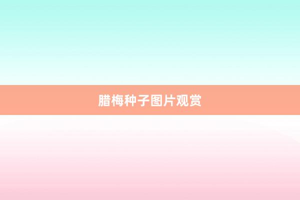 腊梅种子图片观赏